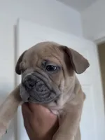 Red , a male French Bulldog for sale in Bakersfield, CA – 9 of 10