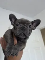 Pink , a female French Bulldog for sale in Bakersfield, CA – 8 of 10