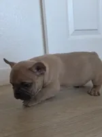 Blue , a male French Bulldog for sale in Bakersfield, CA – 6 of 7
