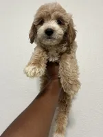 Ava  (mini goldendoodle), a female Goldendoodle for sale in Atlanta, GA – 1 of 2