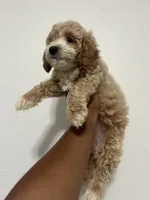 Ava  (mini goldendoodle), a female Goldendoodle for sale in Atlanta, GA – 2 of 2