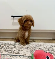 Sid, a male Cavapoo and Poodle - Toy  for sale in Beresford, SD – Photo 2 of 2