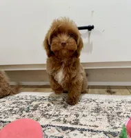 Sid, a male Cavapoo and Poodle - Toy  for sale in Beresford, SD – Photo 1 of 2