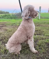 Jenny , a female Poodle - Standard  for sale in Beresford, SD – 3 of 4