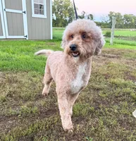 Jenny , a female Poodle - Standard  for sale in Beresford, SD – 4 of 4