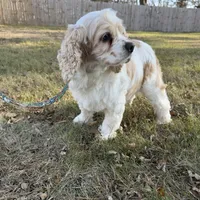 Buffy SPAYED, a female Cocker Spaniel for sale in Beresford, SD – Photo 4 of 5