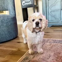 Buffy SPAYED, a female Cocker Spaniel for sale in Beresford, SD – Photo 5 of 5