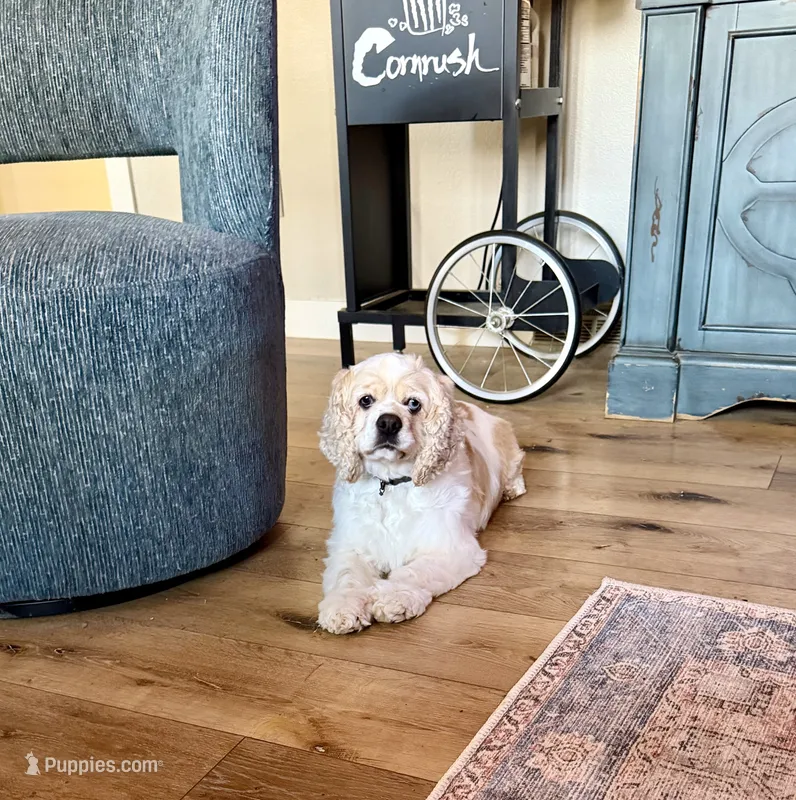 Buffy SPAYED – Cocker Spaniel puppy on hold in Beresford, SD