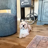 Buffy SPAYED, a female Cocker Spaniel for sale in Beresford, SD – Photo 1 of 5