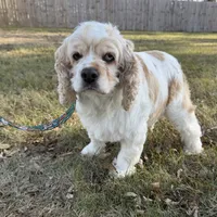 Buffy SPAYED, a female Cocker Spaniel for sale in Beresford, SD – Photo 2 of 5