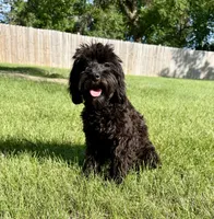Tanya, a female Cavapoo for sale in Beresford, SD – 2 of 2