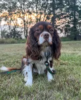 Toby, a male Cavalier King Charles Spaniel for sale in Beresford, SD – Photo 2 of 3