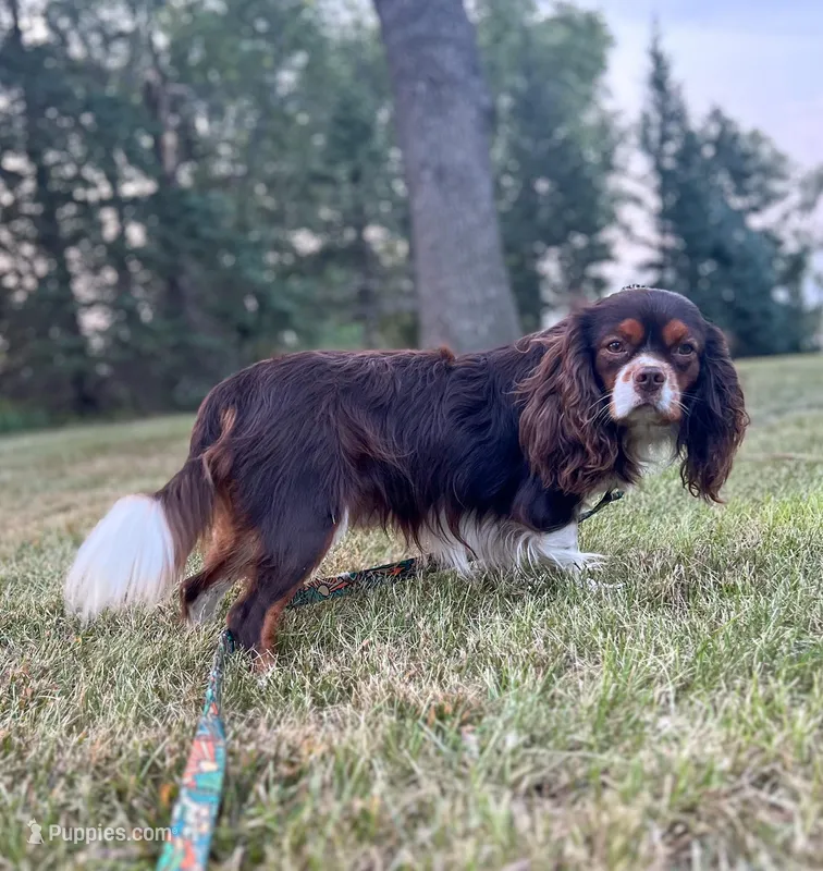 Toby – Cavalier King Charles Spaniel puppy for sale in Beresford, SD