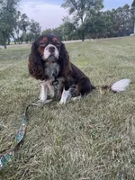 Toby, a male Cavalier King Charles Spaniel for sale in Beresford, SD – Photo 3 of 3