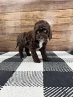 Tipton, a female Cockapoo for sale in Beresford, SD – Photo 3 of 3