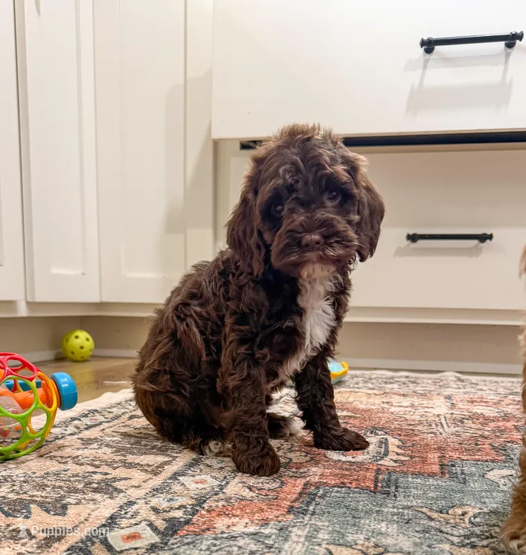 Tipton – Cockapoo puppy for sale in Beresford, SD