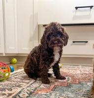 Tipton, a female Cockapoo for sale in Beresford, SD – Photo 1 of 3