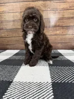 Tipton, a female Cockapoo for sale in Beresford, SD – Photo 2 of 3