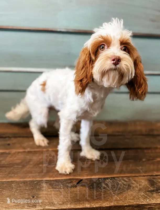 Elfie-pet home only, a female Cavapoo for sale in Beresford, SD – 1 of 2