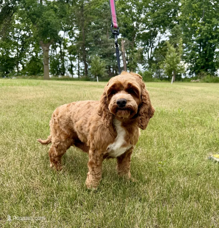 Reba – Cockapoo puppy for sale in Beresford, SD
