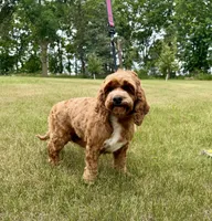Reba, a female Cockapoo for sale in Beresford, SD – 1 of 3