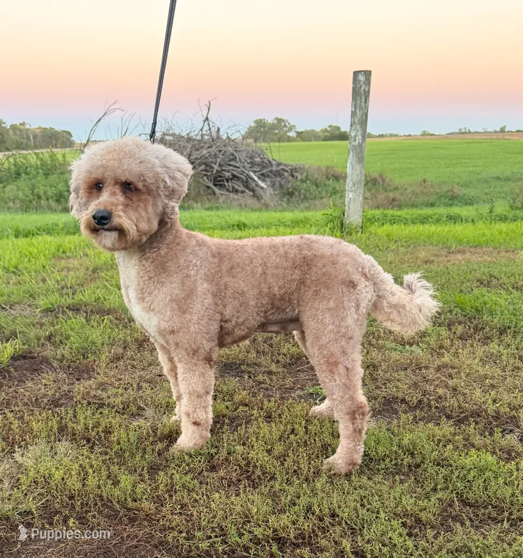 Jenny  – Poodle - Standard  puppy for sale in Beresford, SD