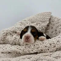 Smore, a female Cavalier King Charles Spaniel and Cockalier for sale in Beresford, SD – Photo 2 of 4