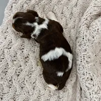 Smore, a female Cavalier King Charles Spaniel and Cockalier for sale in Beresford, SD – Photo 4 of 4