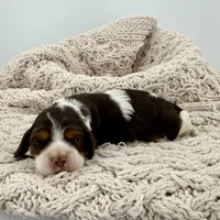 Smore, a female Cavalier King Charles Spaniel and Cockalier for sale in Beresford, SD – Photo 1 of 4