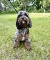 Petunia , a female Cavapoo for sale in Beresford, SD – 2 of 3