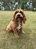 Reba, a female Cockapoo for sale in Beresford, SD – 2 of 3