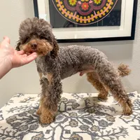 Blitz, a male Poodle - Miniature  for sale in Beresford, SD – Photo 3 of 4