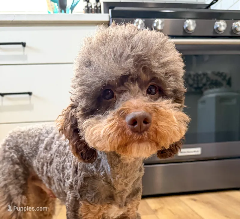 Blitz – Poodle - Miniature  puppy on hold in Beresford, SD