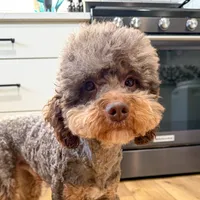 Blitz, a male Poodle - Miniature  for sale in Beresford, SD – Photo 1 of 4