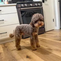 Blitz, a male Poodle - Miniature  for sale in Beresford, SD – Photo 4 of 4