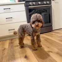 Blitz, a male Poodle - Miniature  for sale in Beresford, SD – Photo 2 of 4