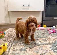 Gatlin, a male Cockapoo for sale in Beresford, SD – Photo 2 of 5