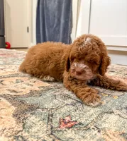 Gatlin, a male Cockapoo for sale in Beresford, SD – Photo 5 of 5