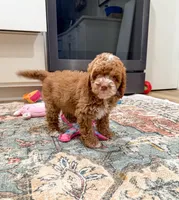 Gatlin, a male Cockapoo for sale in Beresford, SD – Photo 3 of 5