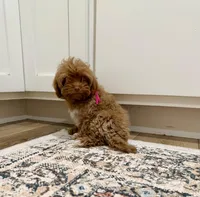 Sandy, a male Cavapoo and Poodle - Toy  for sale in Beresford, SD – Photo 1 of 3