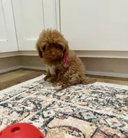 Sandy, a male Cavapoo and Poodle - Toy  for sale in Beresford, SD – Photo 3 of 3