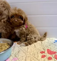 Sandy, a male Cavapoo and Poodle - Toy  for sale in Beresford, SD – Photo 2 of 3