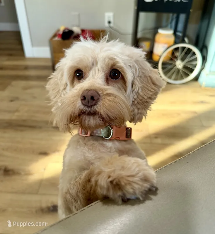 Saydi SPAYED – Cockapoo puppy for sale in Beresford, SD