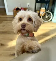 Saydi SPAYED, a female Cockapoo for sale in Beresford, SD – 1 of 2