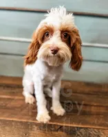 Elfie-pet home only, a female Cavapoo for sale in Beresford, SD – 2 of 2