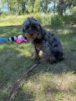 Shania , a female Cavapoo for sale in Beresford, SD – 3 of 3