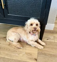 Saydi SPAYED, a female Cockapoo for sale in Beresford, SD – 2 of 2
