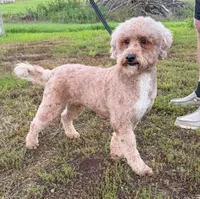 Jenny , a female Poodle - Standard  for sale in Beresford, SD – 2 of 4