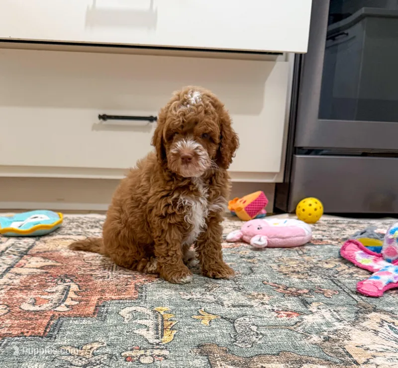 Gatlin – Cockapoo puppy for sale in Beresford, SD