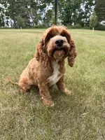 Reba, a female Cockapoo for sale in Beresford, SD – 3 of 3